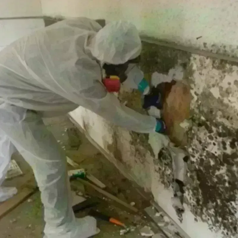 Mold Remediation and Removal in New Milford, NJ